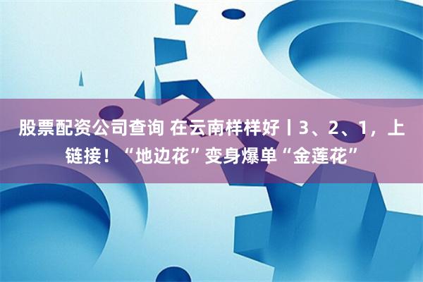 股票配资公司查询 在云南样样好丨3、2、1，上链接！“地边花”变身爆单“金莲花”